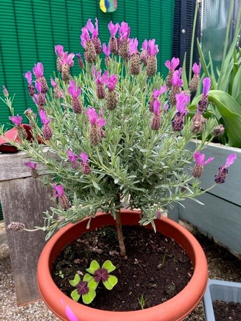 Pot of lavender plants